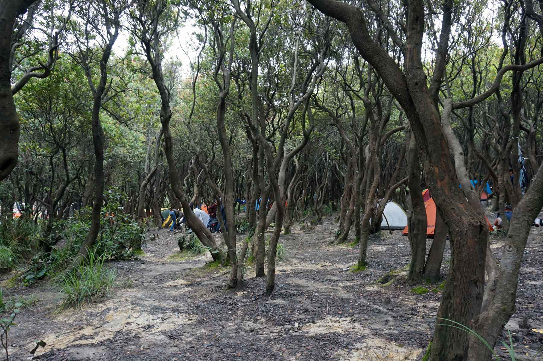 gunung papandayan 10