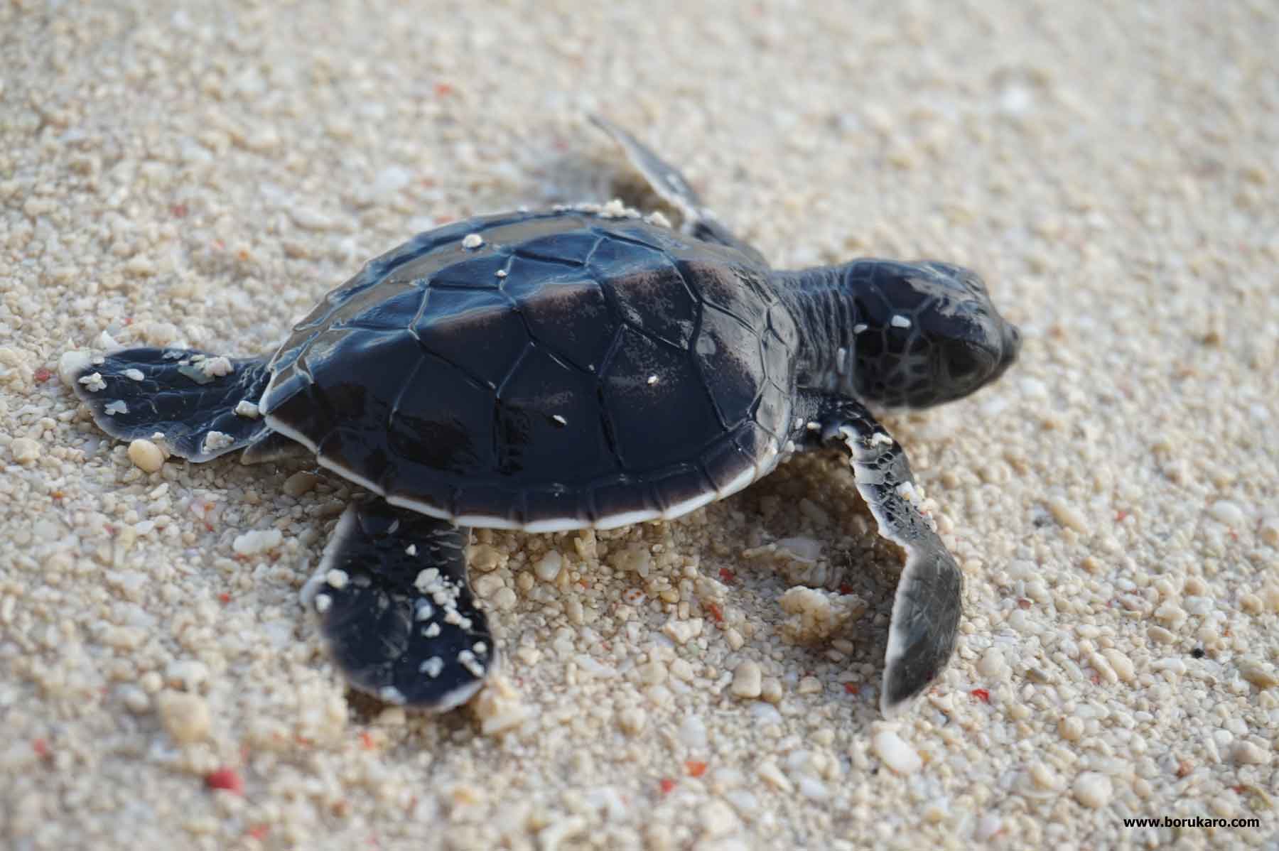 Turtle Paradise di Pulau Derawan dan Sangalaki