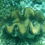 Kima si Kerang Raksasa
