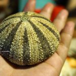 Tehe-tehe dari Cangkang Landak Laut