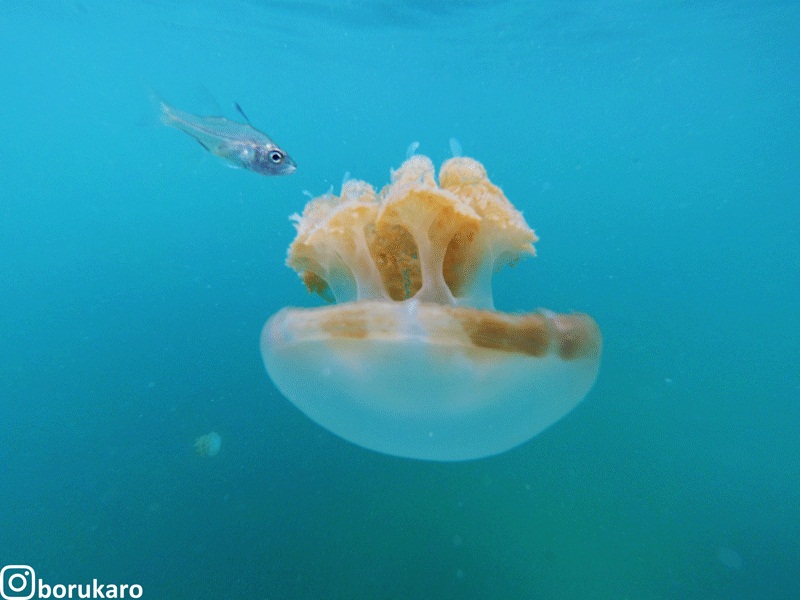 Keunikan Stingless Jellyfish di Pulau Kakaban