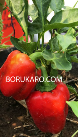 paprika kebun sayur mini