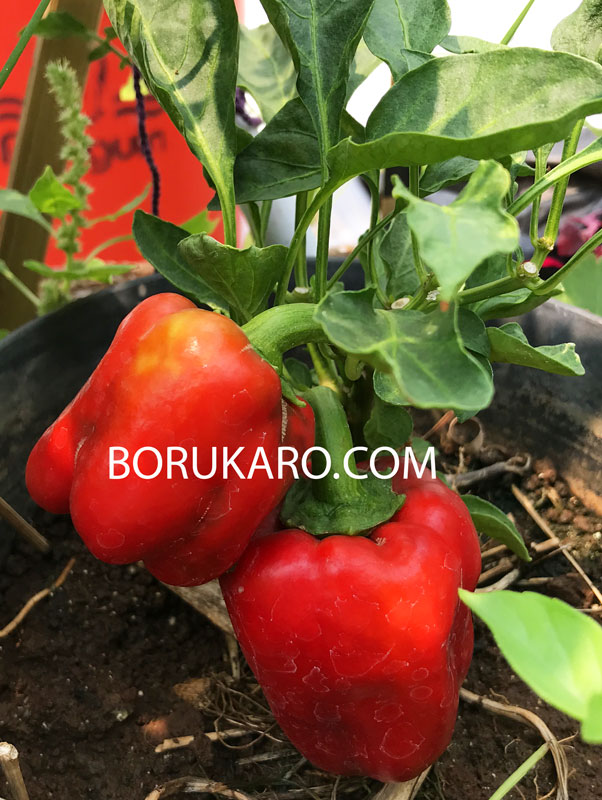 paprika kebun sayur mini